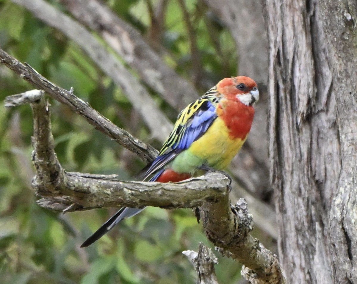 Eastern Rosella - ML647600290