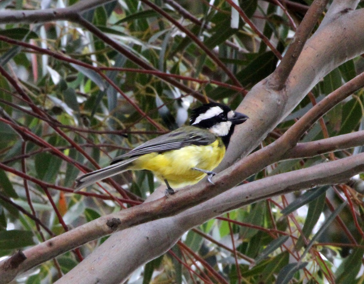 Eastern Shrike-tit - ML647600296