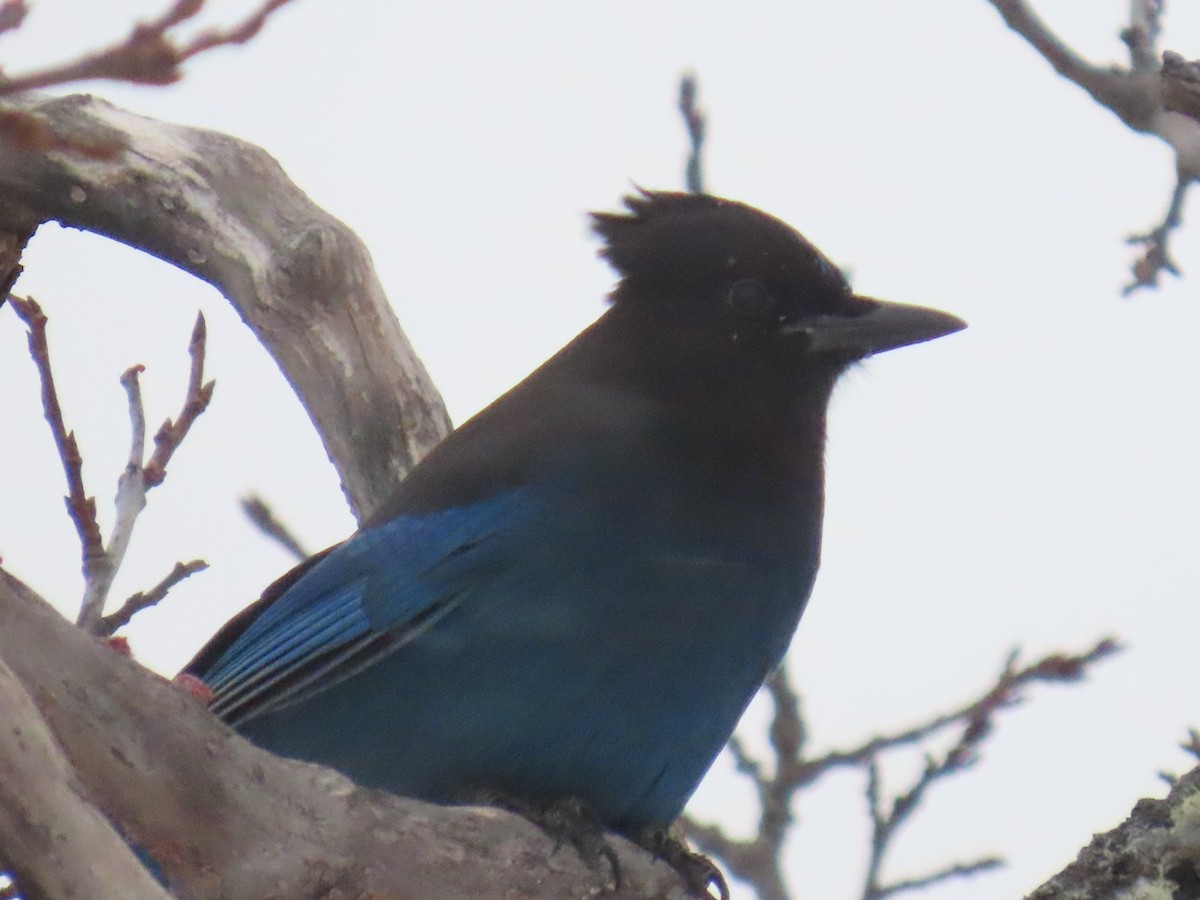 Steller's Jay - ML647600307