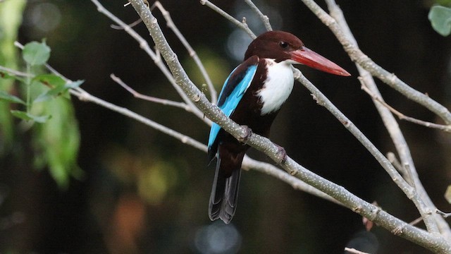 White-throated Kingfisher - ML647600308