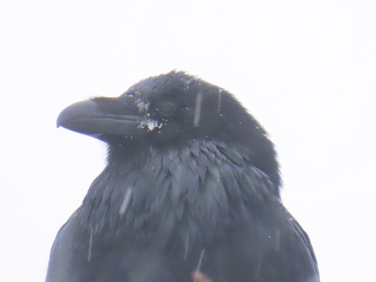 Common Raven - ML647600313