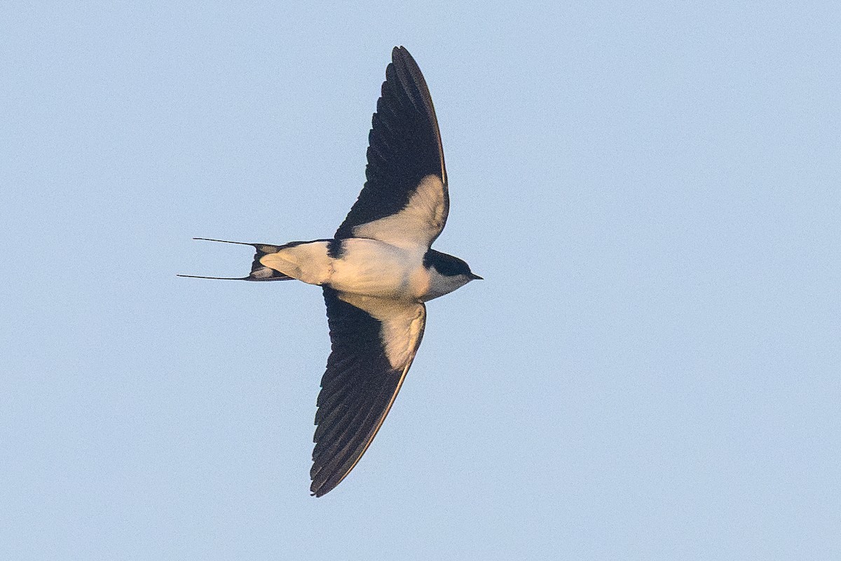 Wire-tailed Swallow - ML647600315