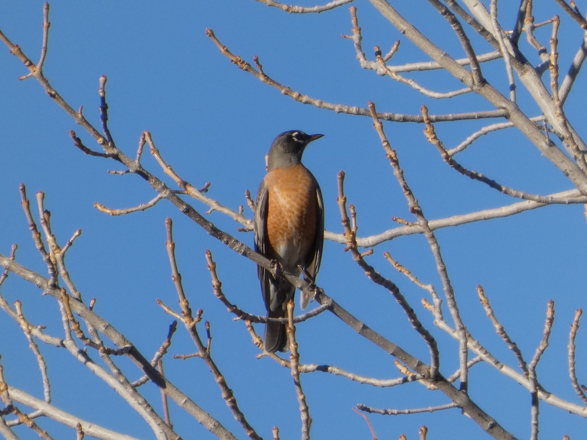 American Robin - ML647600320