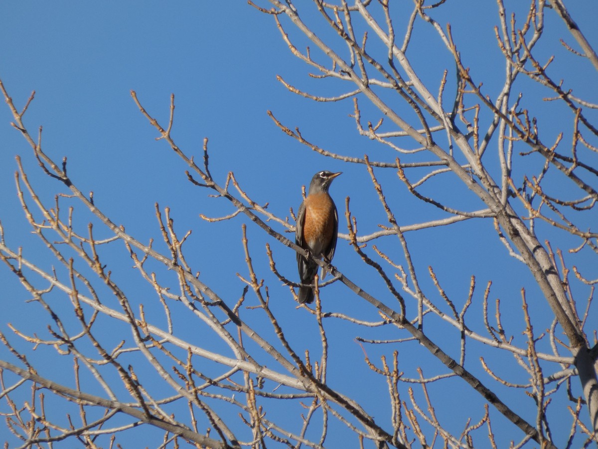 American Robin - ML647600321