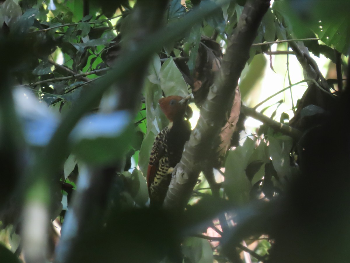 fakkelspett - ML647600322