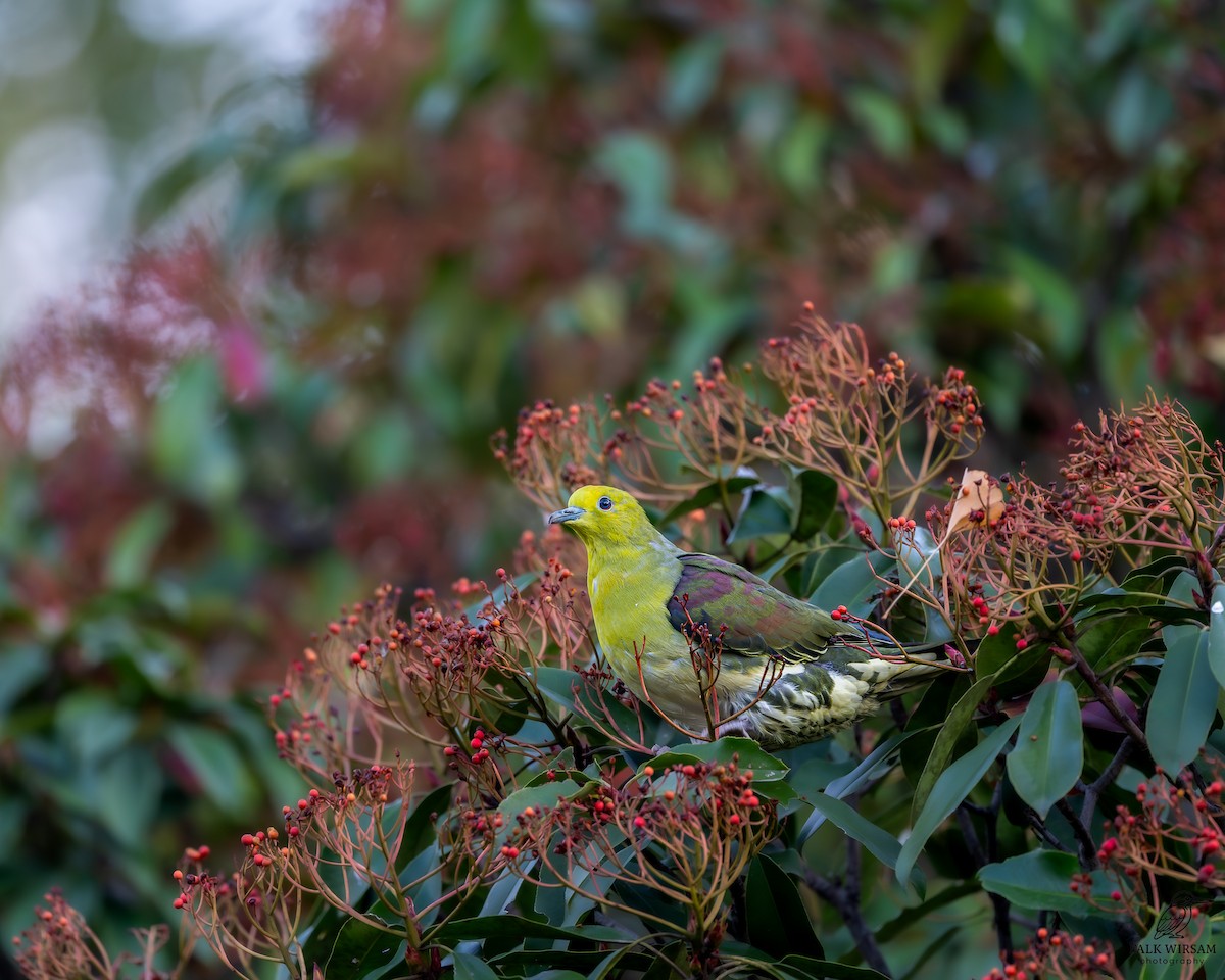 White-bellied Green-Pigeon - ML647600324
