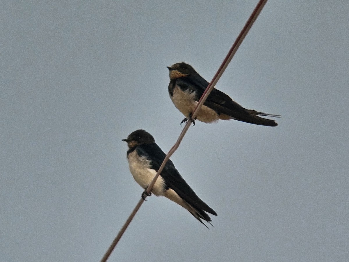 Barn Swallow - ML647600342