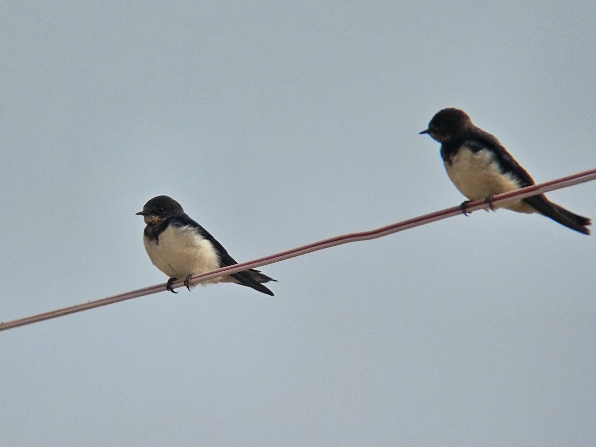 Barn Swallow - ML647600343
