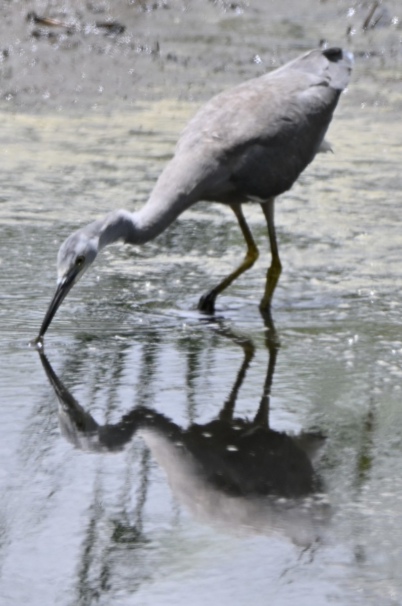 White-faced Heron - ML647600344