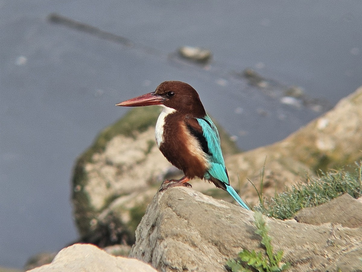 White-throated Kingfisher - ML647600345