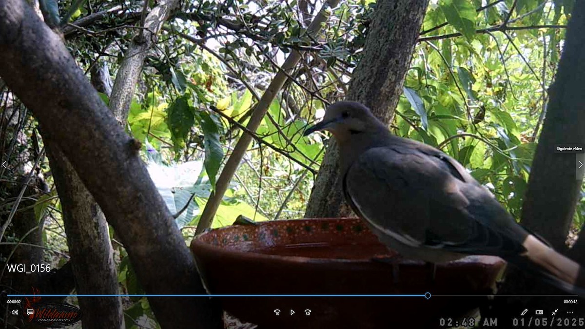 White-winged Dove - ML647600349