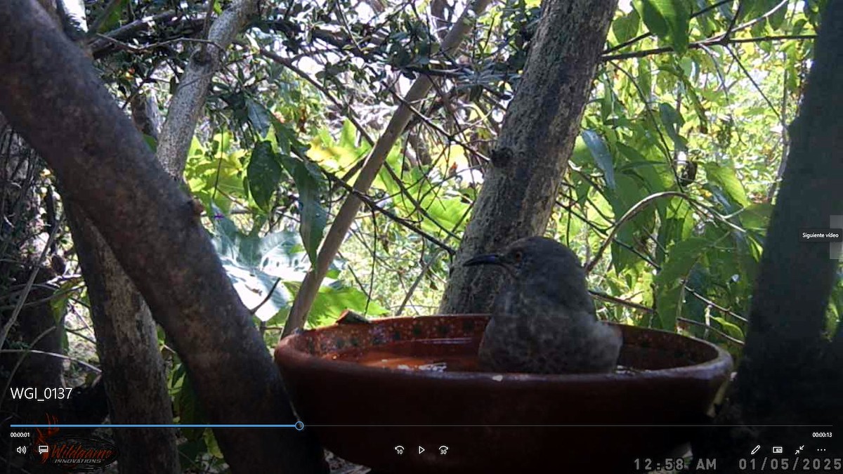 Curve-billed Thrasher - ML647600350