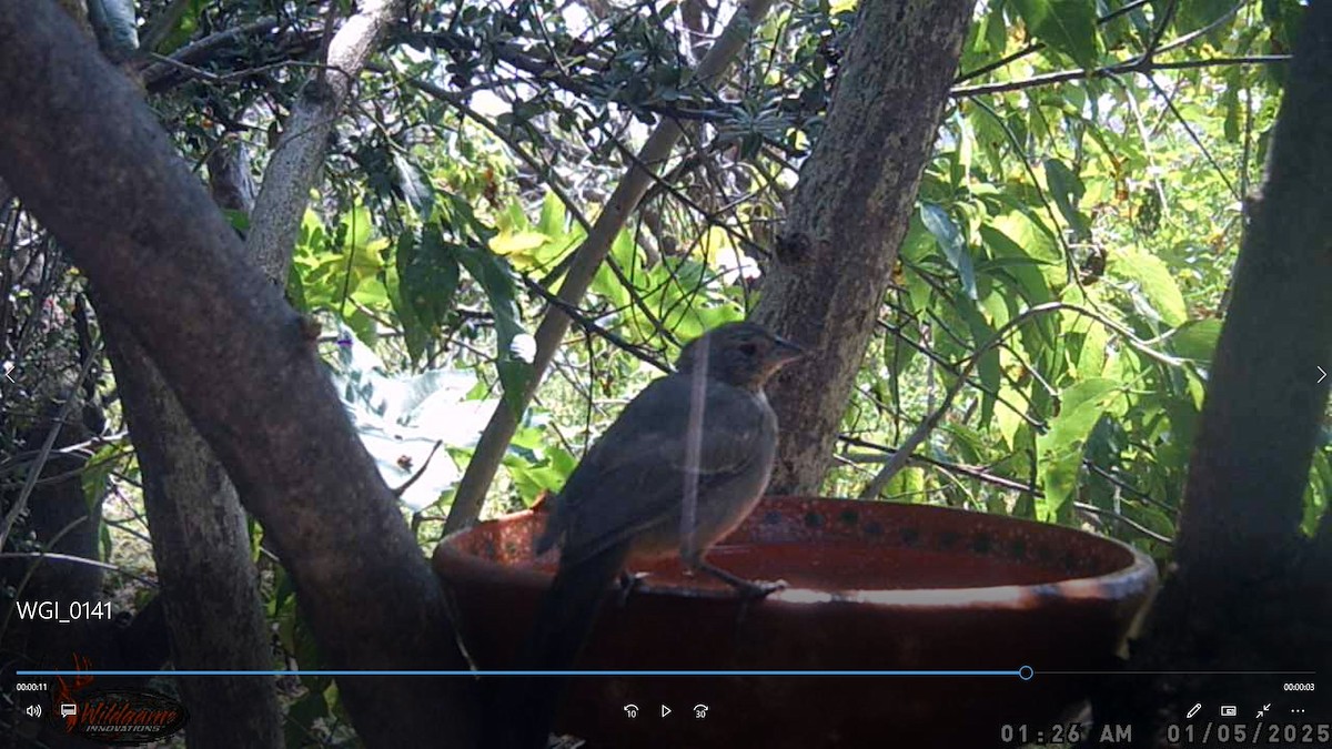 Canyon Towhee - ML647600351