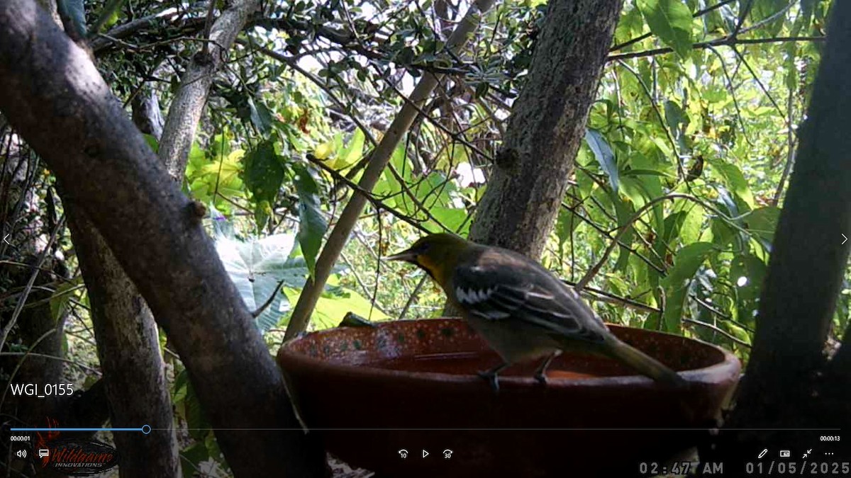Black-backed Oriole - ML647600353