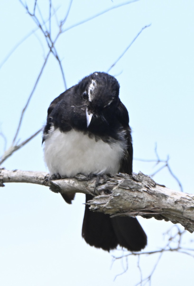 Willie-wagtail - ML647600354
