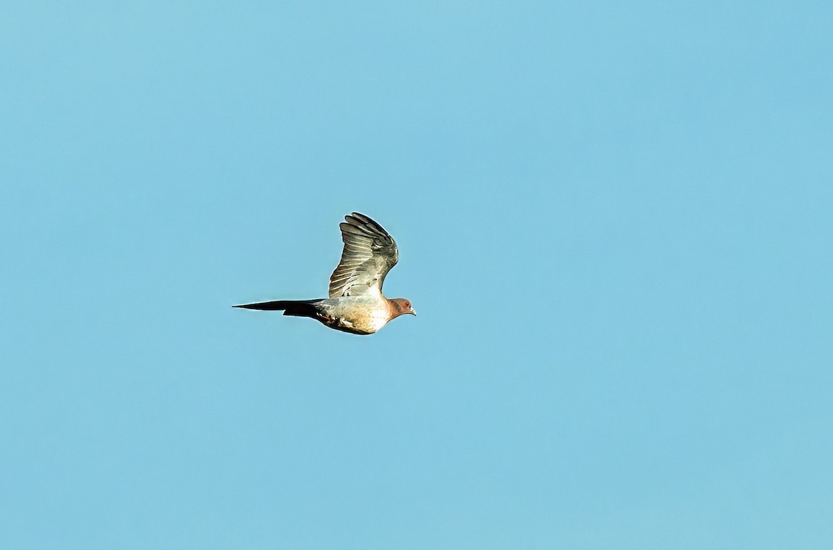 Picazuro Pigeon - ML647600355