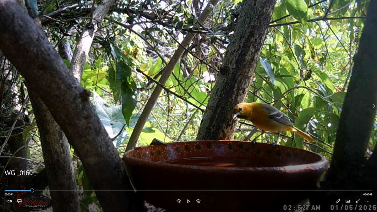 Black-backed Oriole - ML647600356