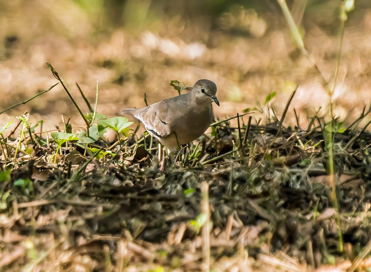 Picui Ground Dove - ML647600357