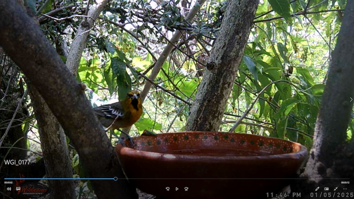 Black-backed Oriole - ML647600358