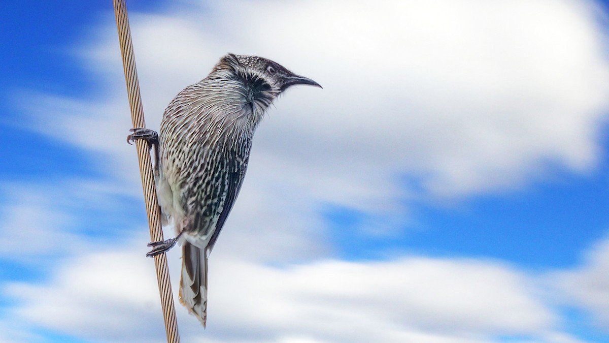 Little Wattlebird - ML647600359