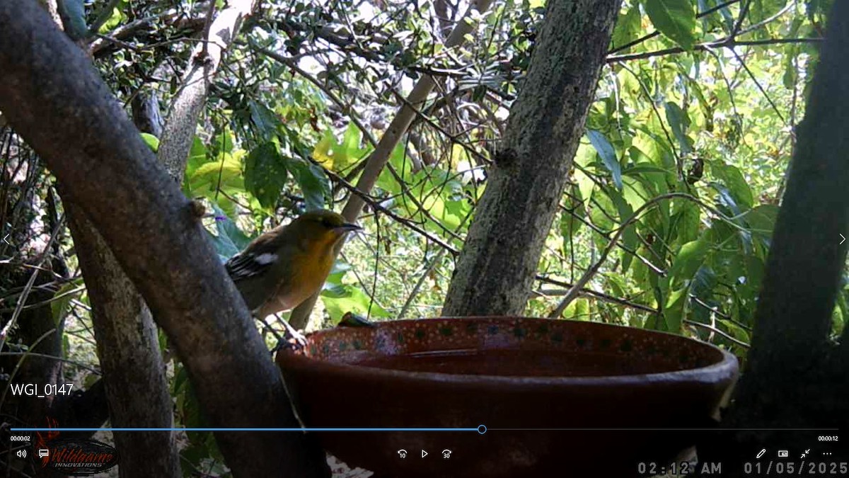 Black-backed Oriole - ML647600360