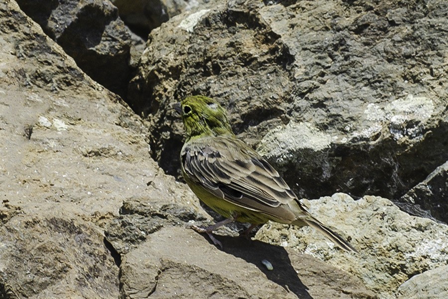 Ortolan Bunting - ML647600361