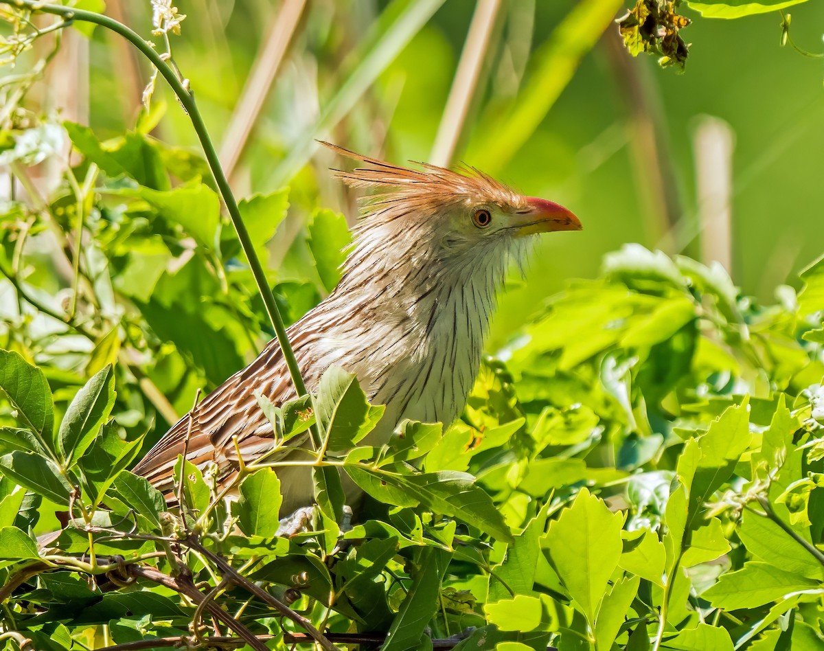 Guira Cuckoo - ML647600362