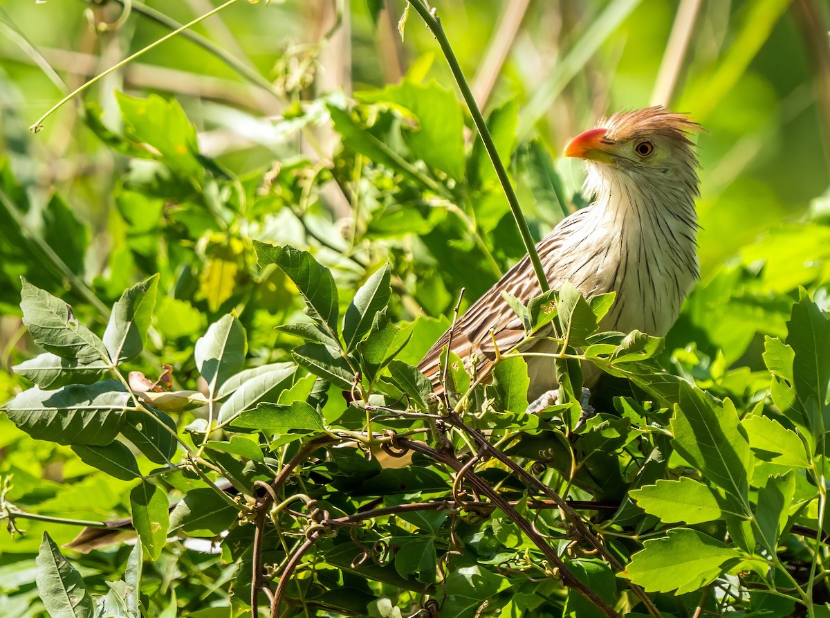 Guira Cuckoo - ML647600363