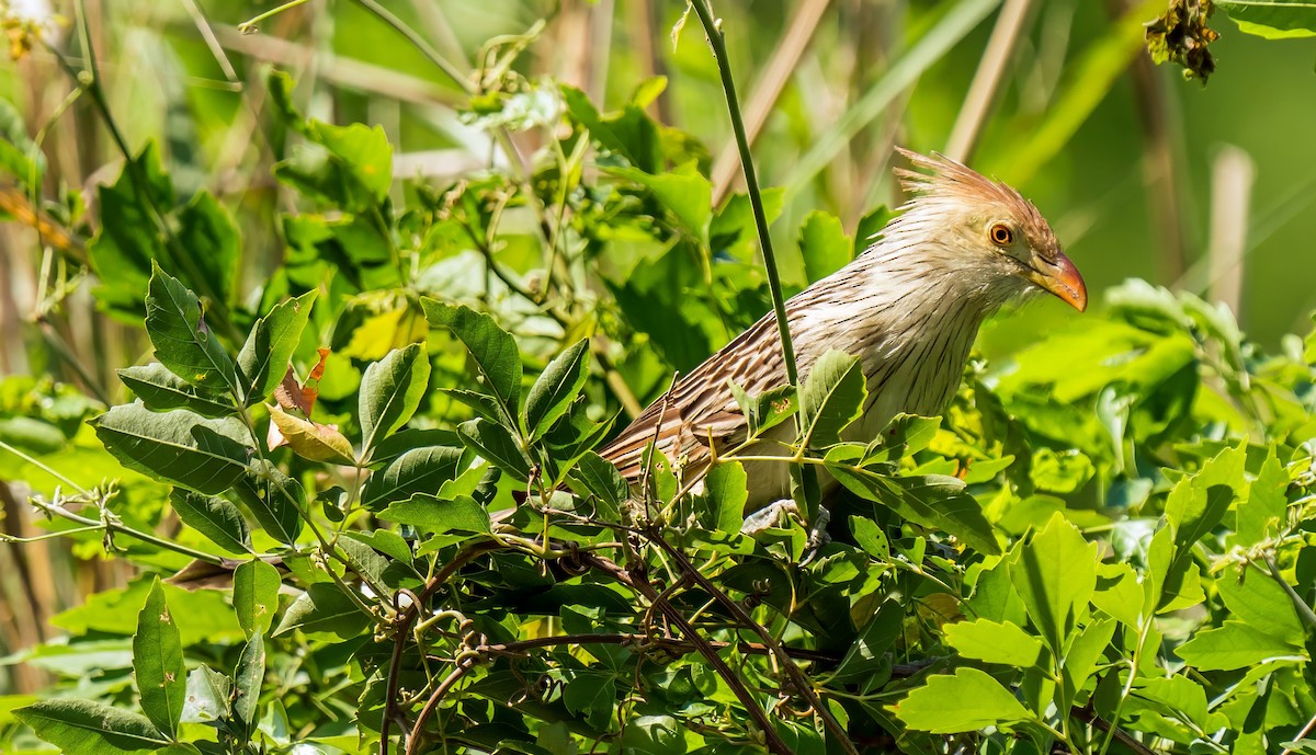 Guira Cuckoo - ML647600364