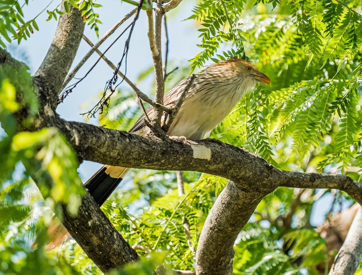 Guira Cuckoo - ML647600365