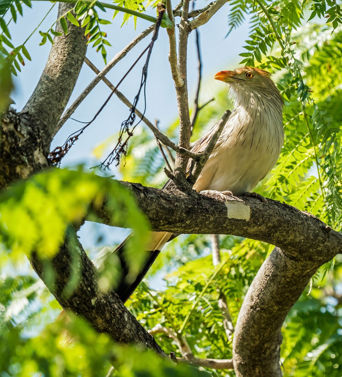 Guira Cuckoo - ML647600366