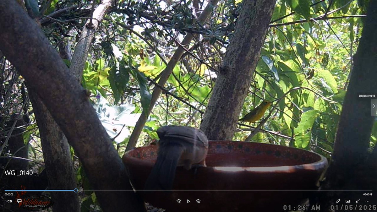 Wilson's Warbler - ML647600368