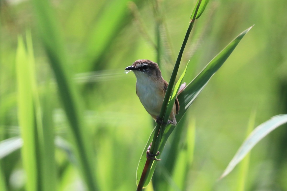 White-shouldered Fairywren - ML647600369
