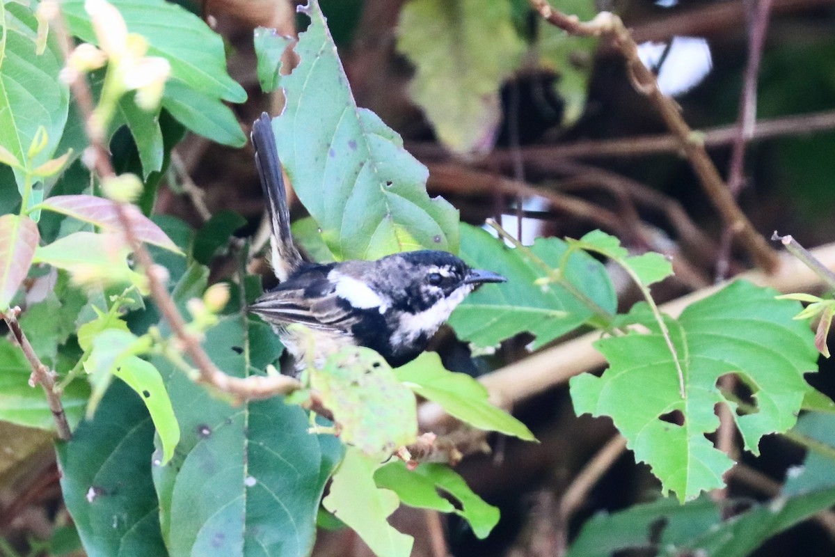 White-shouldered Fairywren - ML647600370