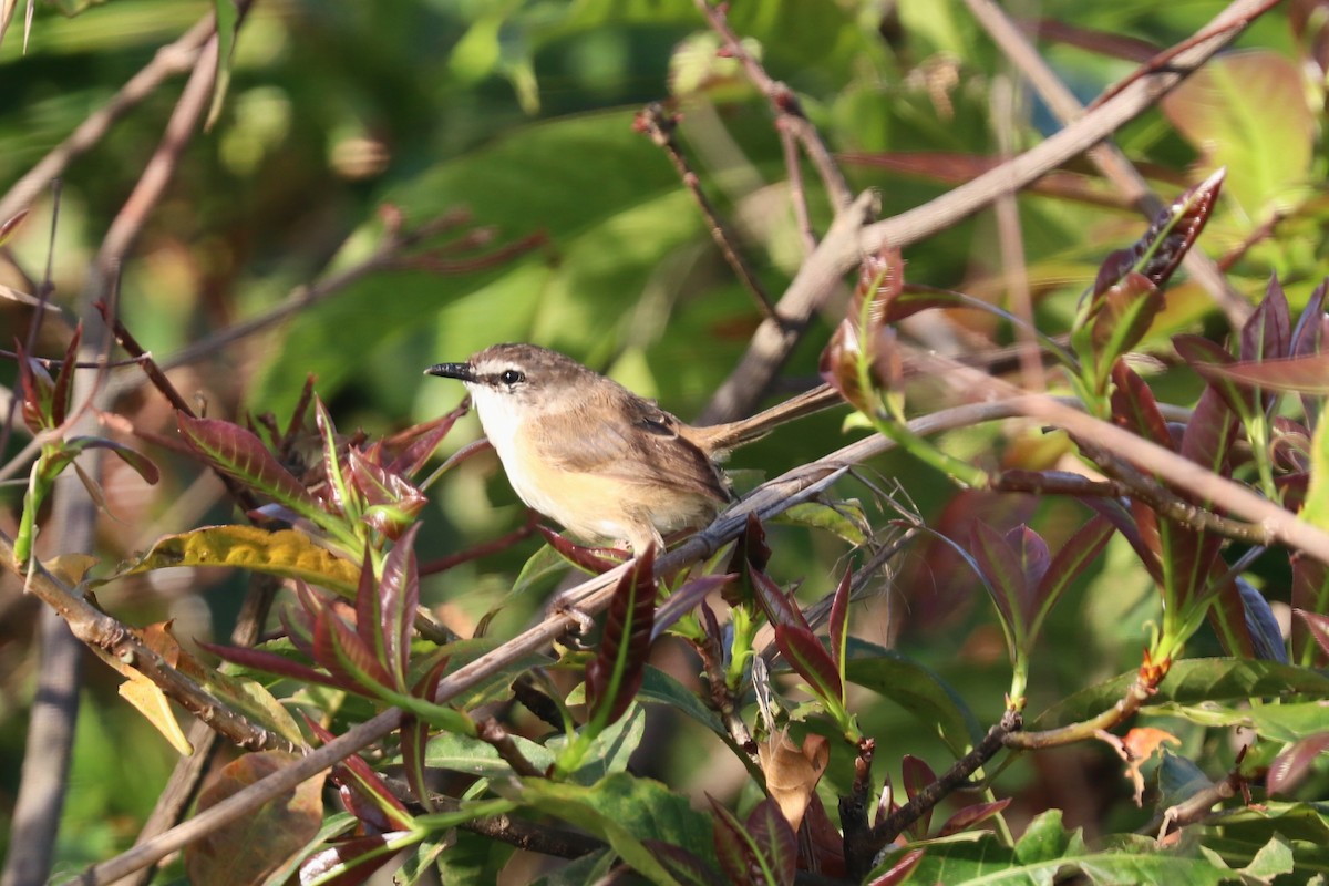 White-shouldered Fairywren - ML647600371