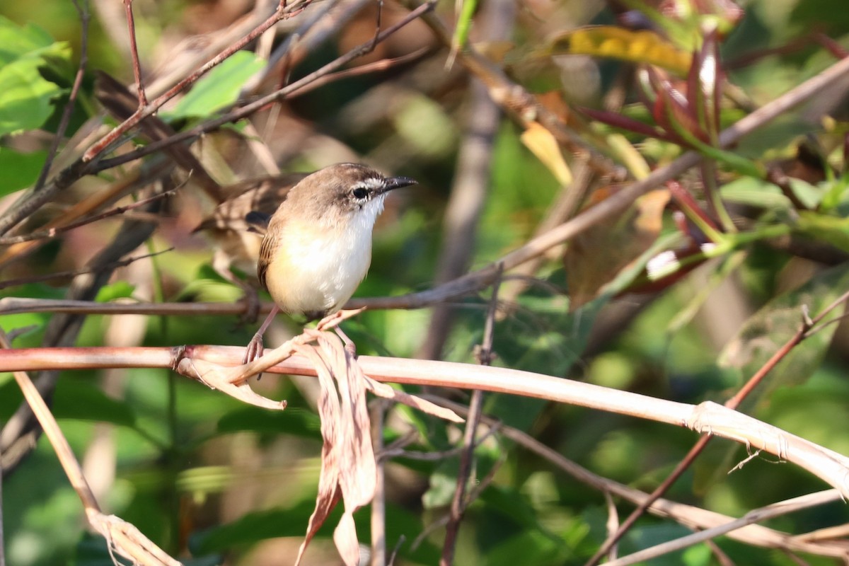 White-shouldered Fairywren - ML647600372