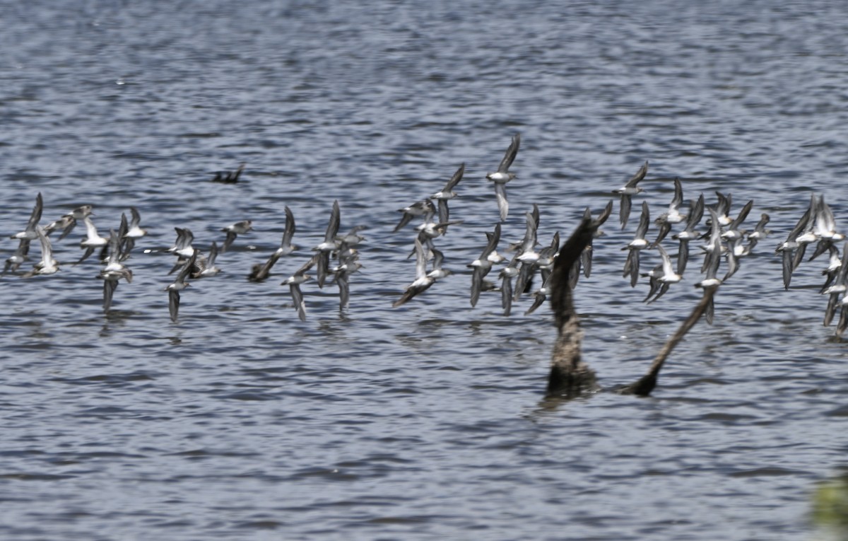 Sharp-tailed Sandpiper - ML647600373