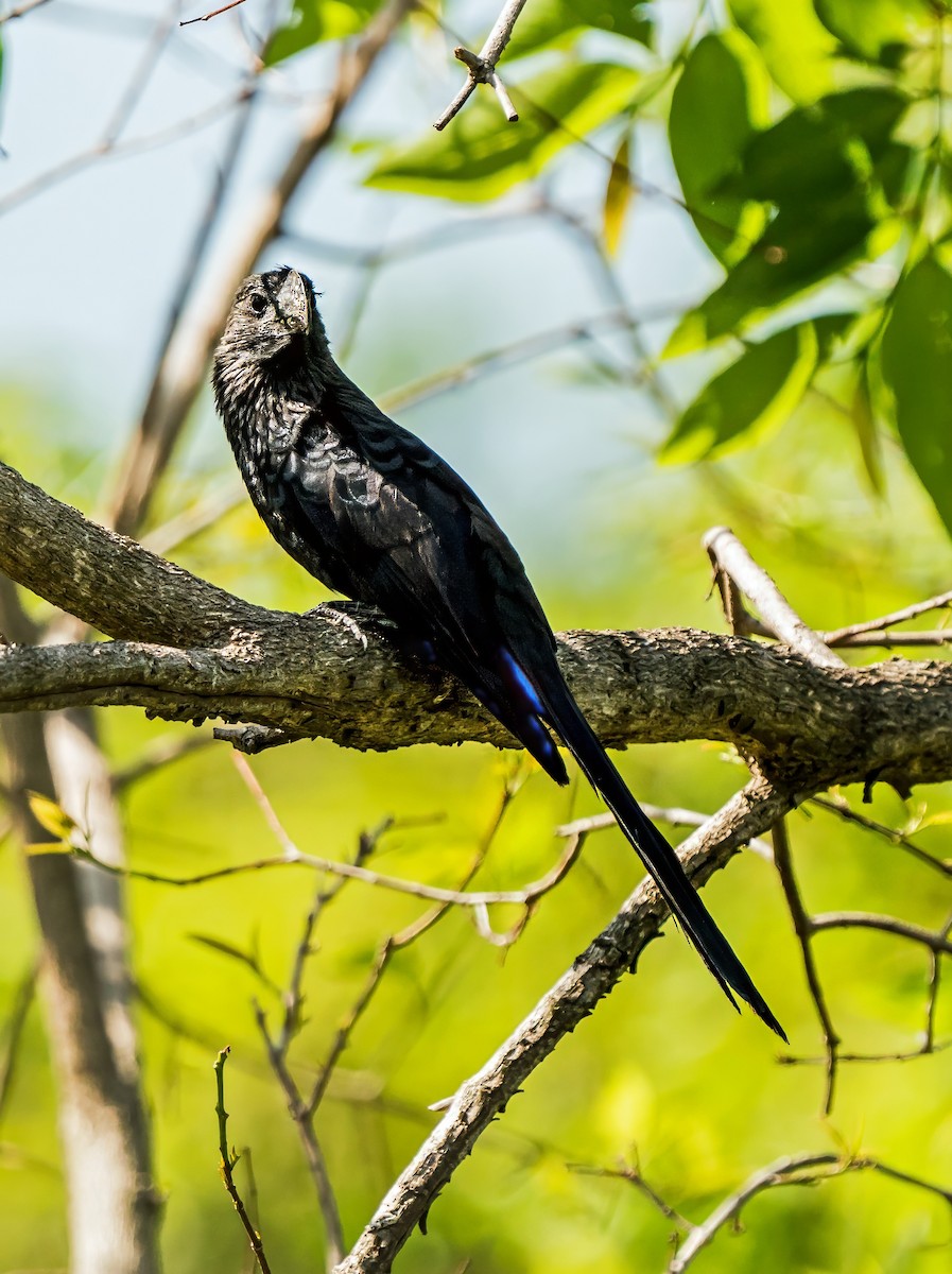 Smooth-billed Ani - ML647600374