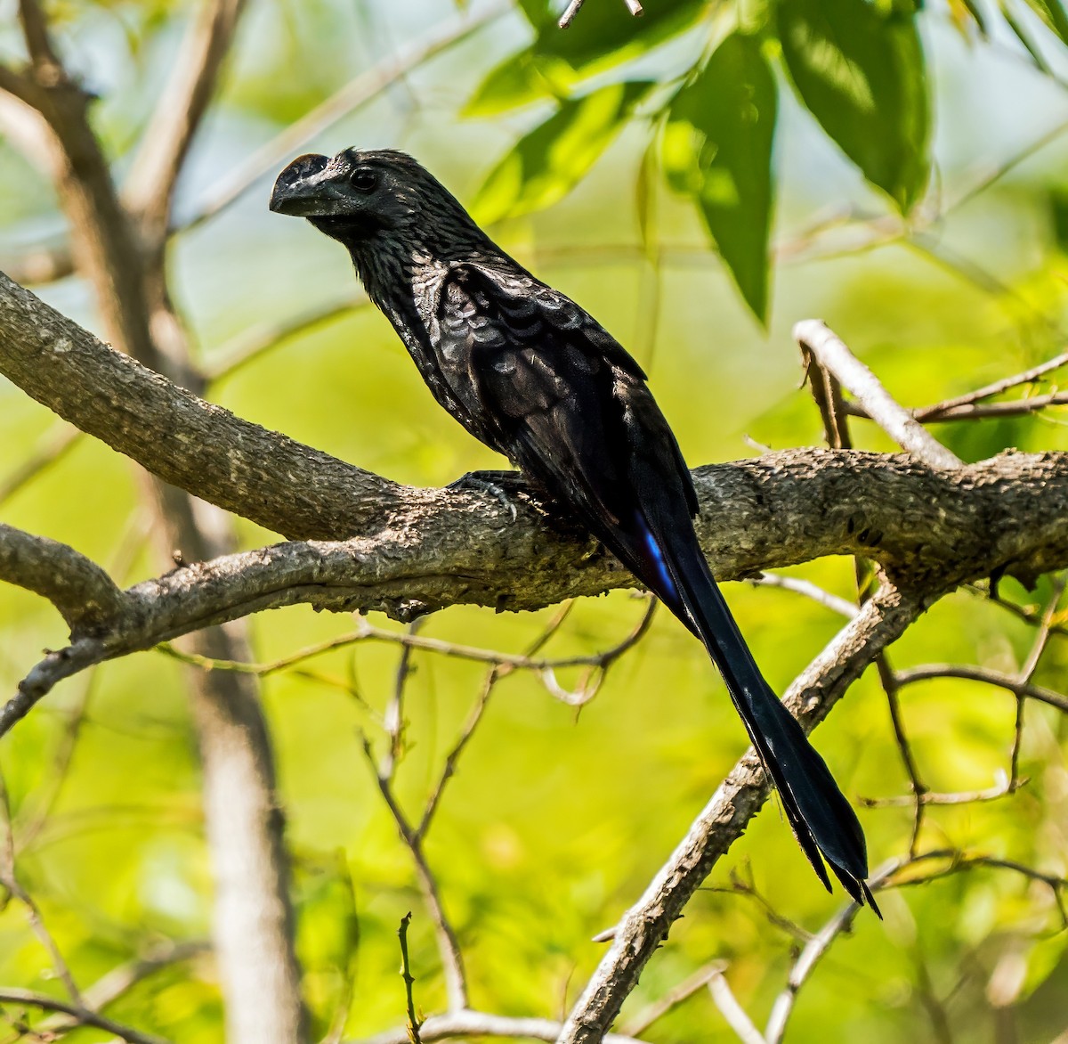 Smooth-billed Ani - ML647600375