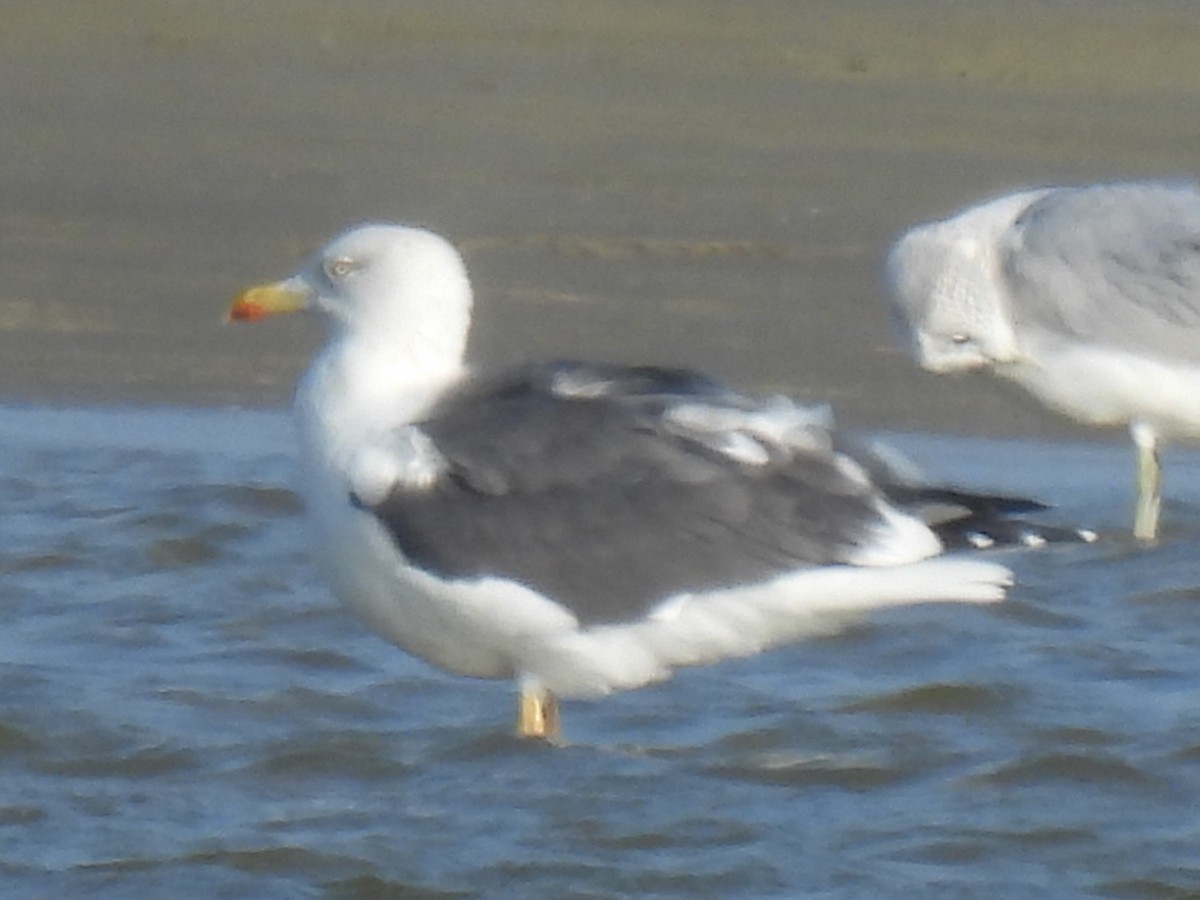 ニシセグロカモメ - ML647600401