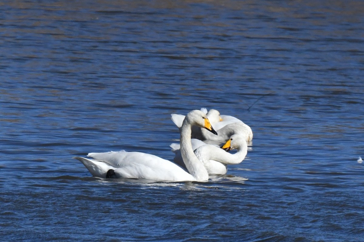 Лебідь-кликун - ML647600405