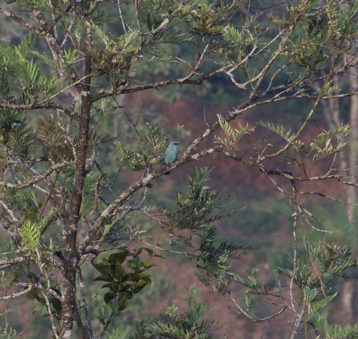 talassinfluesnapper - ML647600408