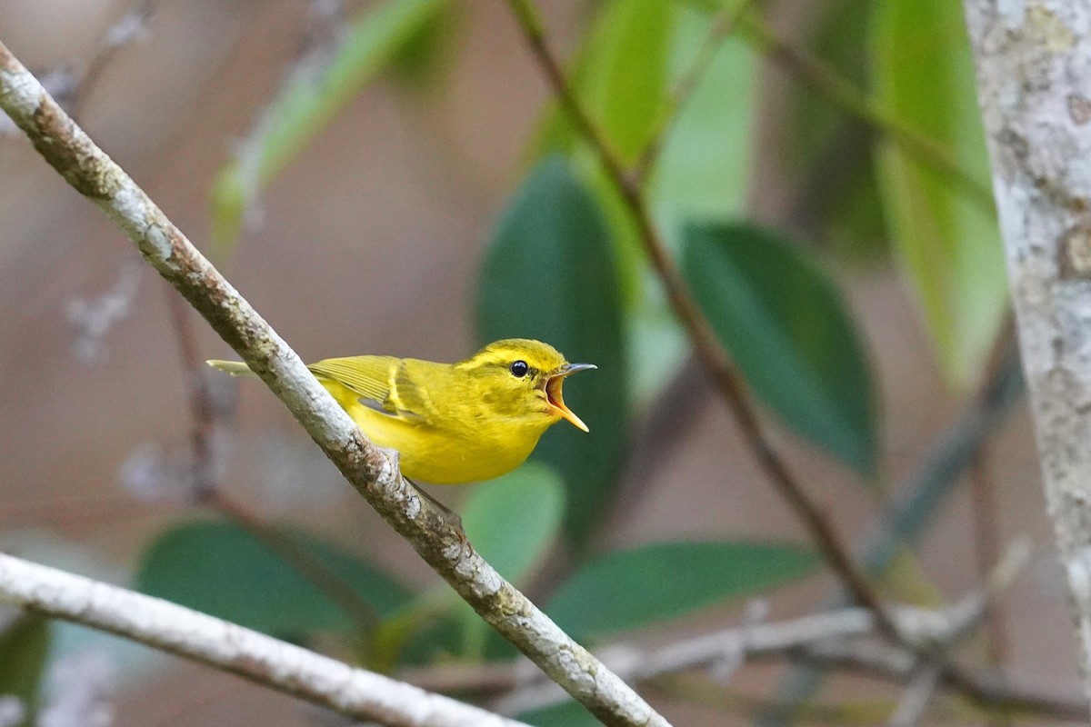 hainansanger - ML647600410