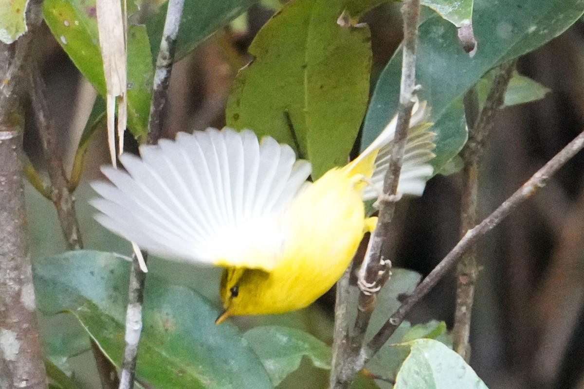 hainansanger - ML647600412