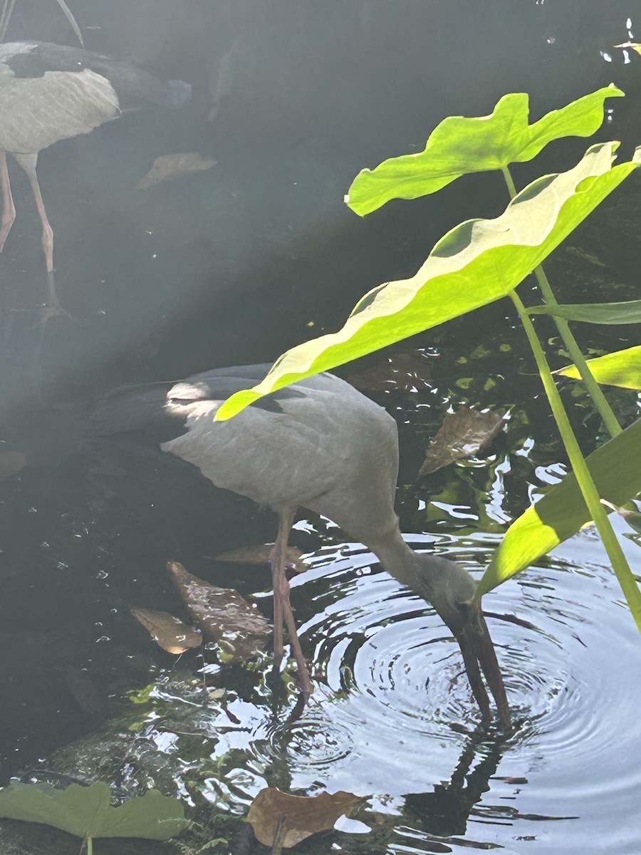 asiagapenebb - ML647600413