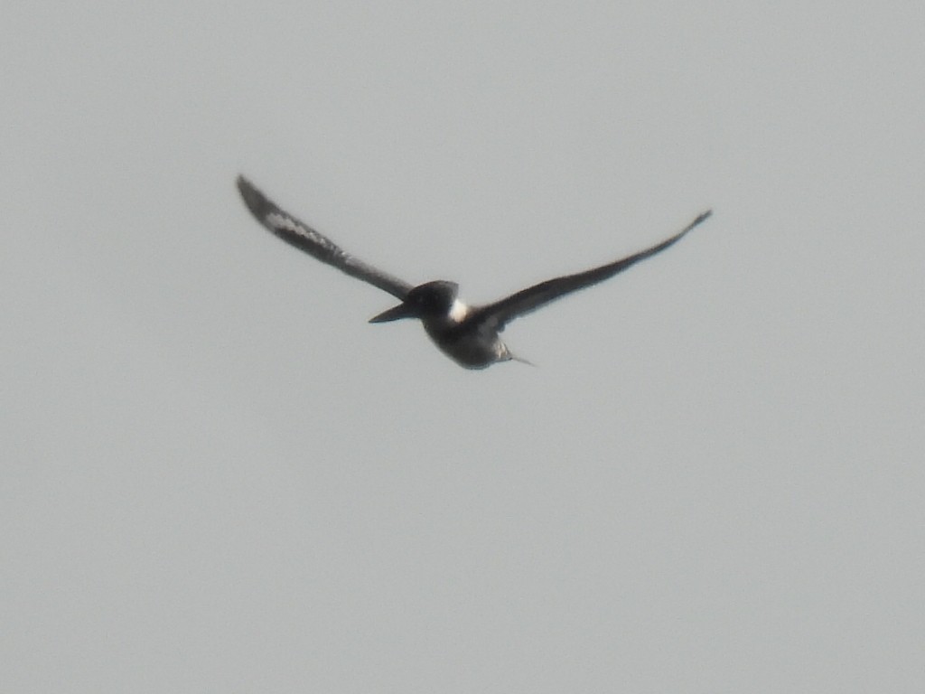 belteisfugl - ML647600414