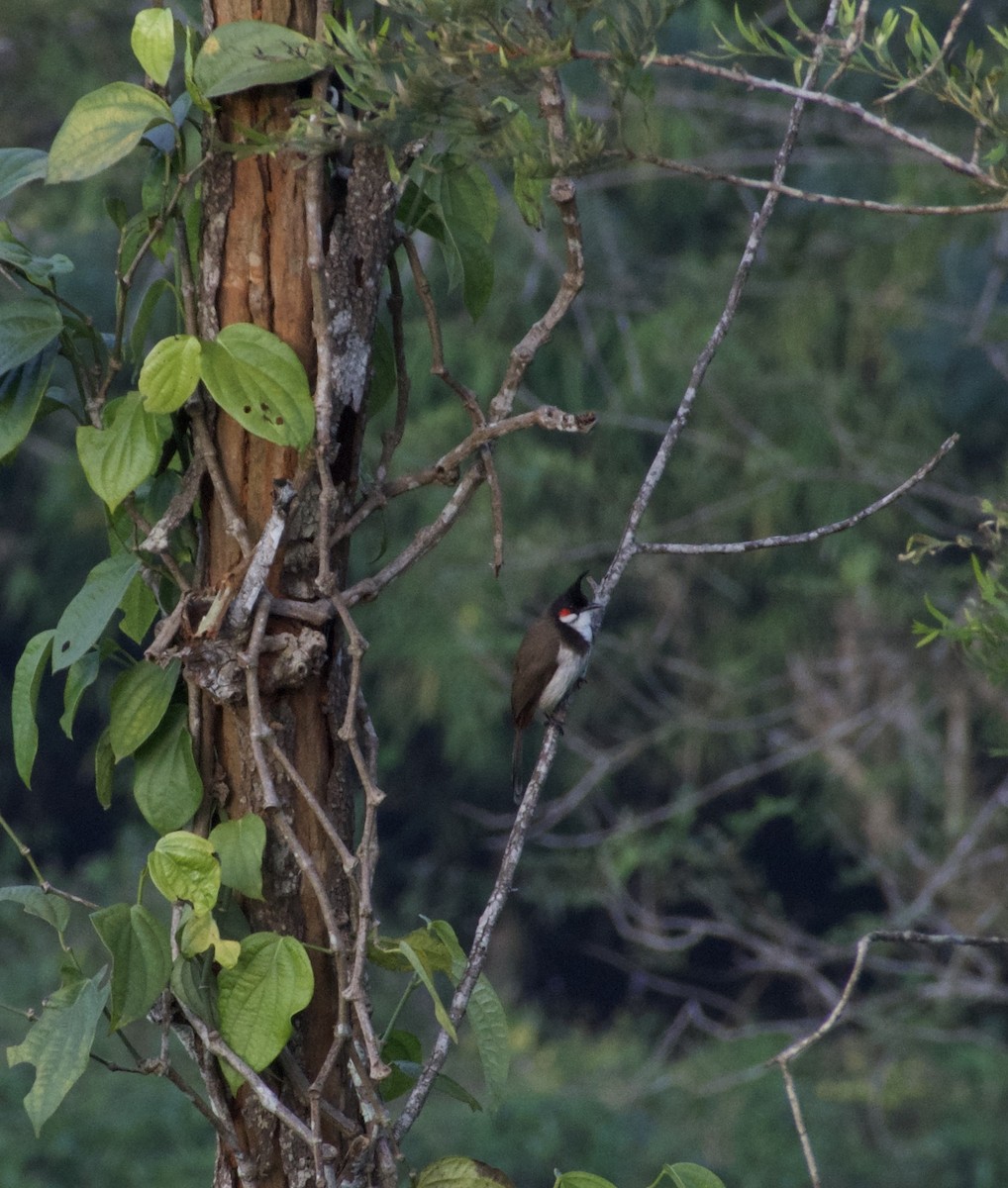 rødørebylbyl - ML647600415