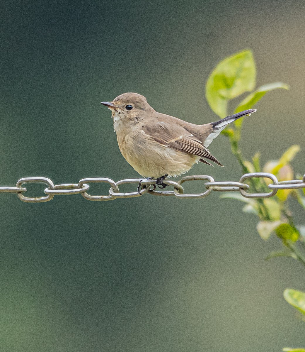 taigafluesnapper - ML647600416