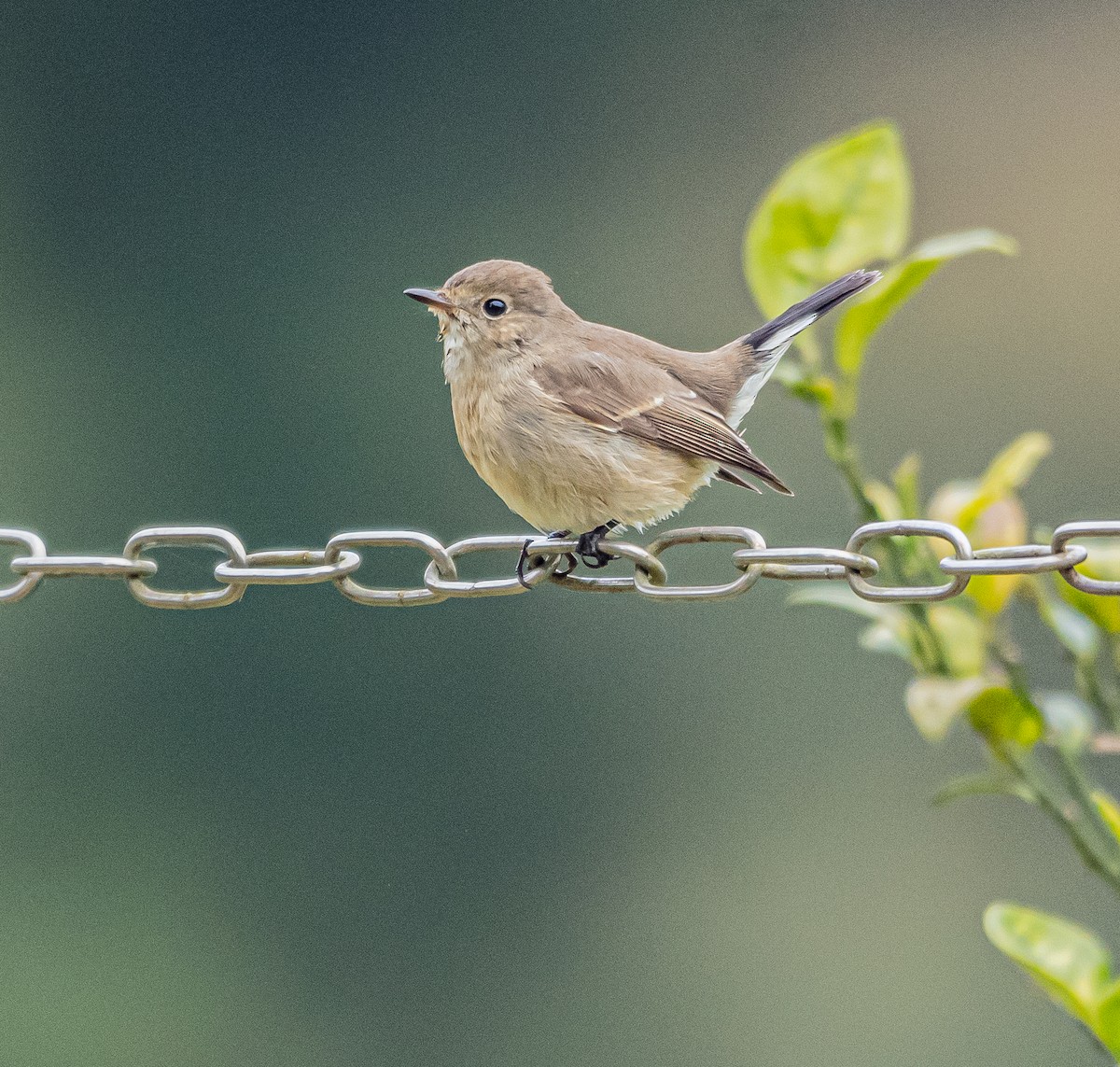 taigafluesnapper - ML647600417