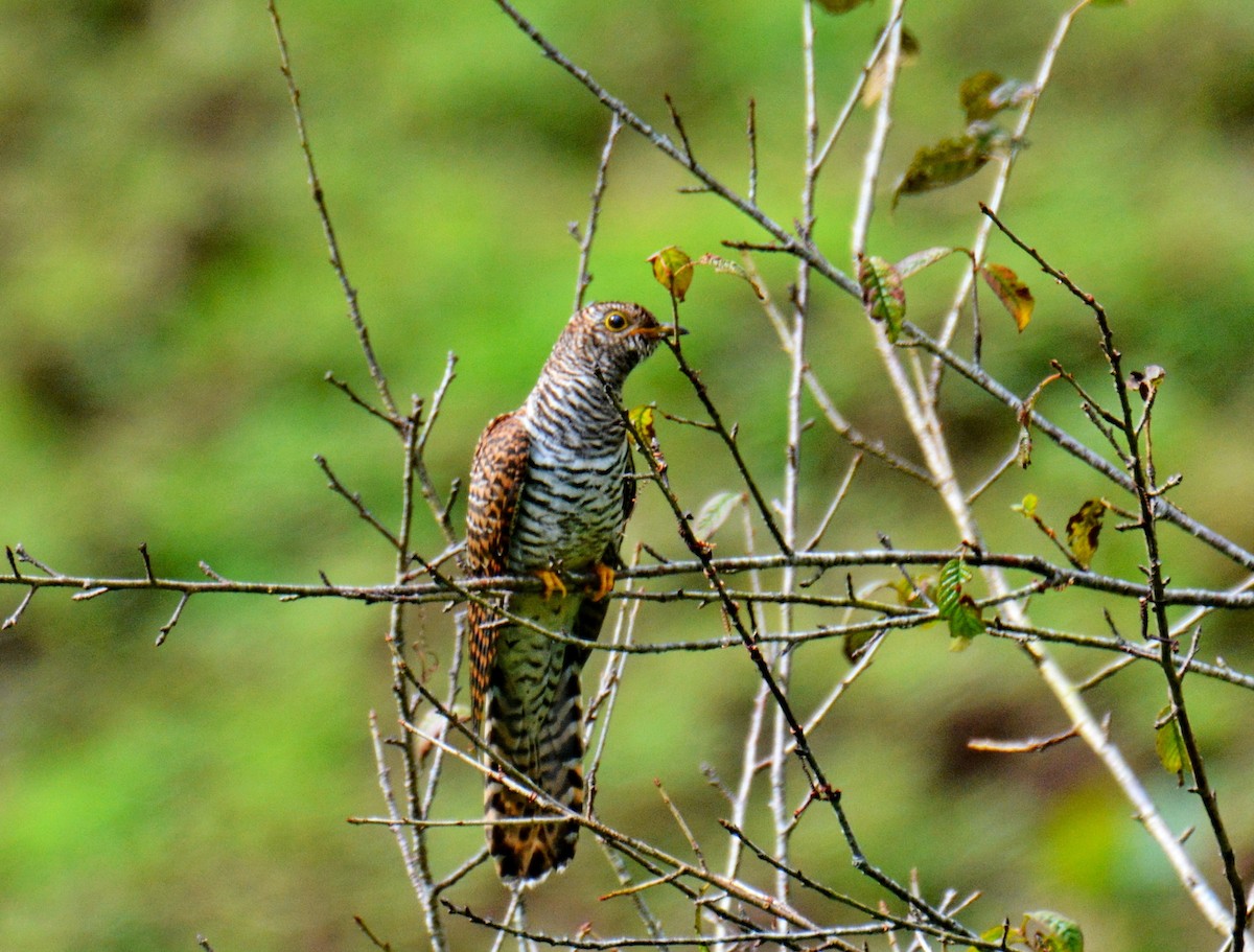 orientgjøk - ML647600418